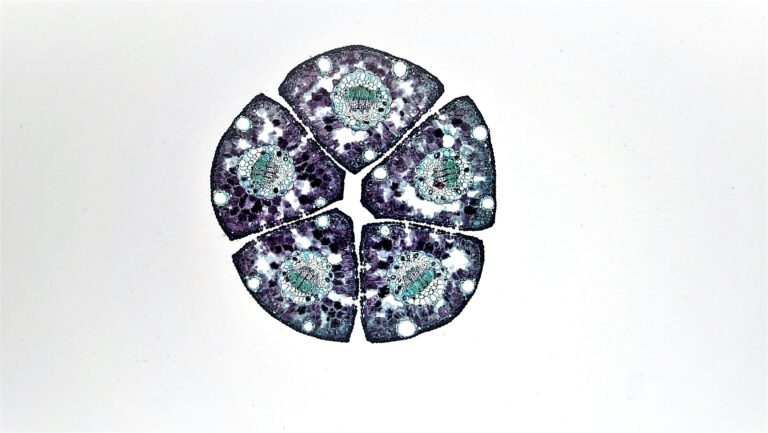 Stem Cell