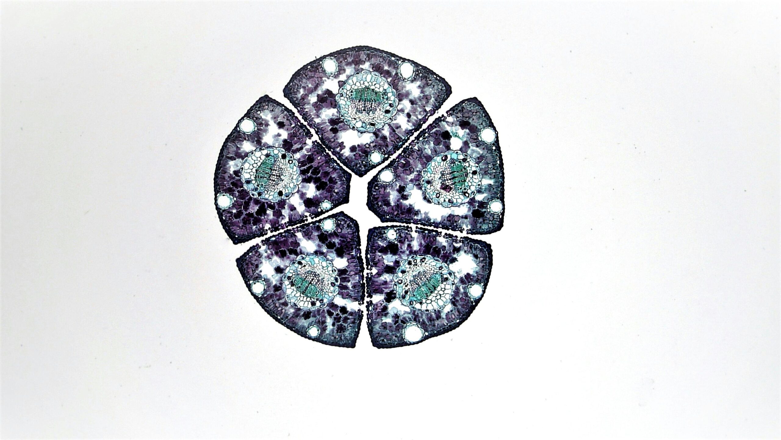 Stem Cell